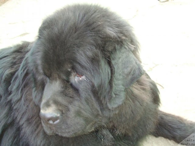 Фотография № 65697