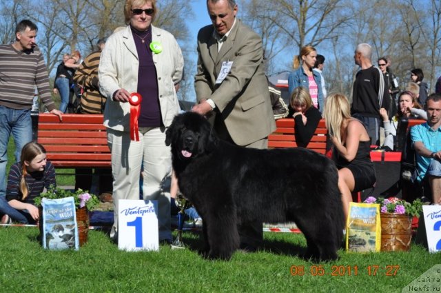 Фото: ньюфаундленд Звезда Ростова с Берега Дона (Zvezda Rostova s Berega Dona)