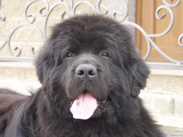 Фото: ньюфаундленд Наследник Престола от Сибирского Медведя (Naslednik Prestola ot Sibirskogo Medvedya)