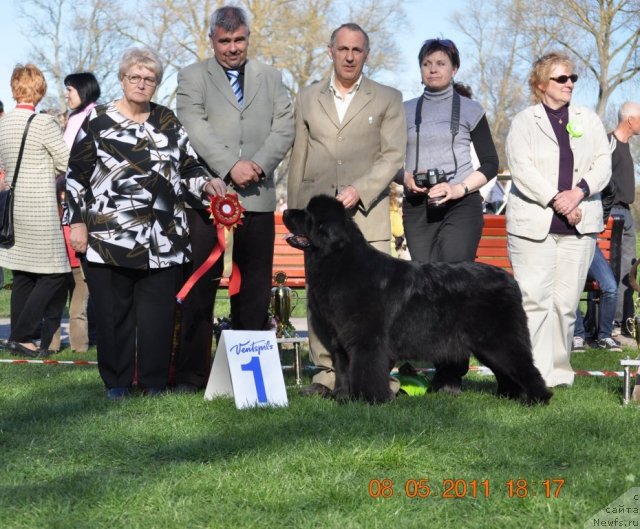 Фото: ньюфаундленд Звезда Ростова с Берега Дона (Zvezda Rostova s Berega Dona)