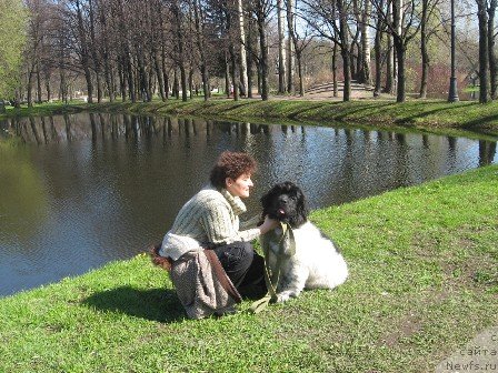 Фото: ньюфаундленд Плюшевая Панда Тайна Монрепо (Plushevaya Panda Tajna Monrepo)