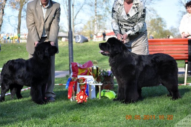 Фото: ньюфаундленд Сажа с Берега Дона (Sazha s Berega Dona), ньюфаундленд Звезда Ростова с Берега Дона (Zvezda Rostova s Berega Dona)