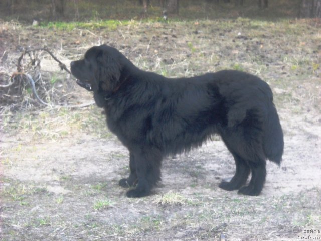 Фото: ньюфаундленд Фанньюф Яшка Хакер