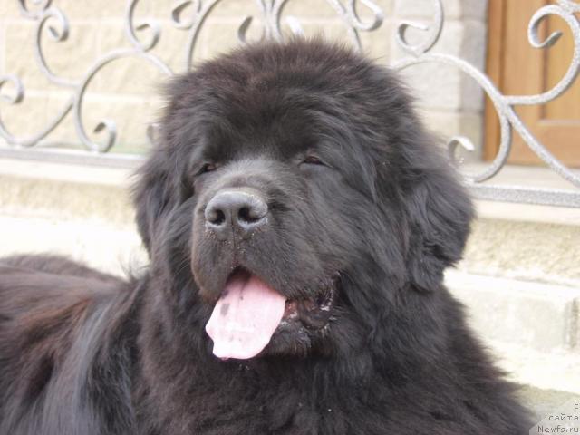 Фото: ньюфаундленд Наследник Престола от Сибирского Медведя (Naslednik Prestola ot Sibirskogo Medvedya)