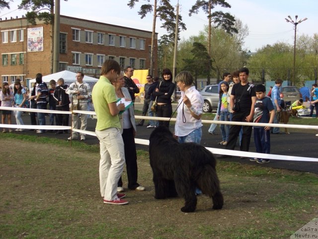Фото: ньюфаундленд Ньюфорт Лунный Бархат, Светлана Пермякова