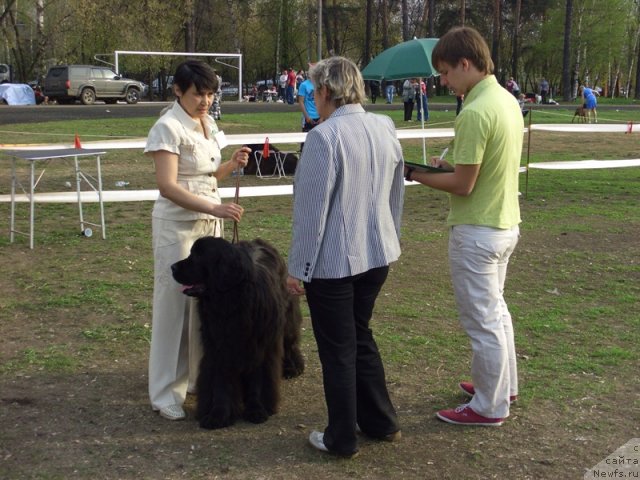 Фото: ньюфаундленд Барышня, Галия Гизатуллина
