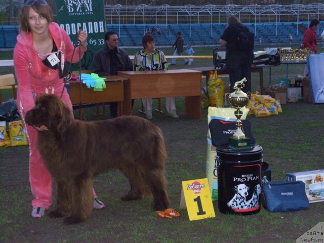 Фото: ньюфаундленд Бархатка Роскошная, Алёна Пермякова