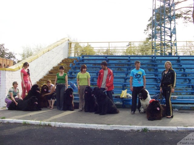 Фото: ньюфаундленд Ньюфорт Лунный Бархат, ньюфаундленд Баловень Судьбы, ньюфаундленд Бархатка Роскошная, ньюфаундленд Барышня, ньюфаундленд Акин Соул София, ньюфаундленд Лесная Сказка Лунная Соната, ньюфаундленд Аквиан Сонг Зефир, ньюфаундленд Vein Vest