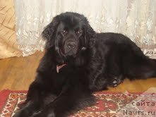 Фото: ньюфаундленд Фанньюф Азбука Азарта