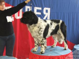 Фото: ньюфаундленд Плюшевая Панда Дэбра (Plushevaya Panda Debra)
