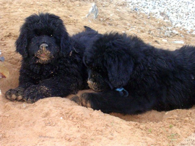 Фото: ньюфаундленд Сказочная Кроха Марсель, ньюфаундленд Сказочная Кроха Михалыч