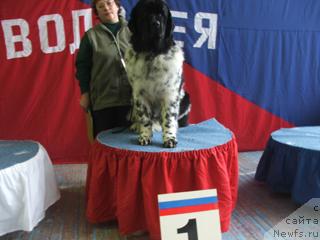 Фото: ньюфаундленд Плюшевая Панда Дэбра (Plushevaya Panda Debra)