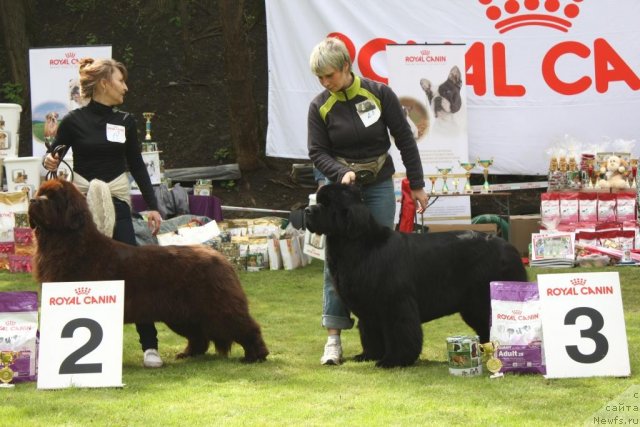 Фото: ньюфаундленд Каравэлла из Медвежьего Яра (Karavella iz Medvejyego Yara), ньюфаундленд Жолли Вандерфулл из Медвежьего Яра (Zholli Wonderfull iz Medvejyego Yara)