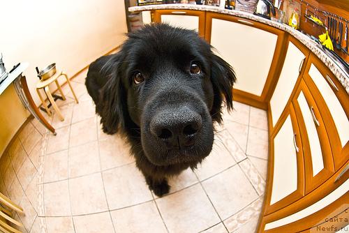 Фото: ньюфаундленд Потап Парис