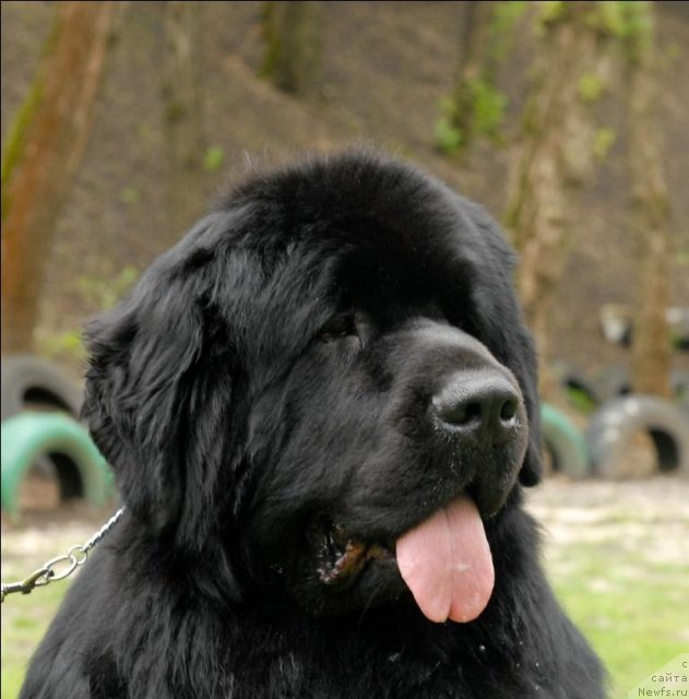 Фото: ньюфаундленд Сент Джонс Ричард Блек Голд (Sent Djons Richard Black Gold)