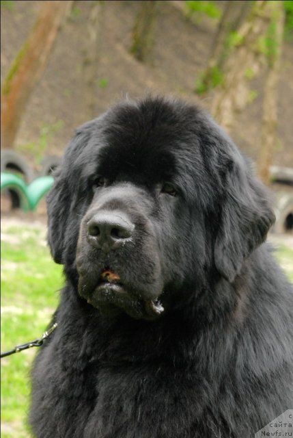 Фото: ньюфаундленд Сент Джонс Ричард Блек Голд (Sent Djons Richard Black Gold)