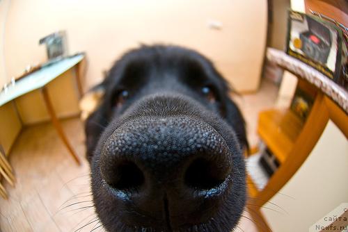 Фото: ньюфаундленд Потап Парис