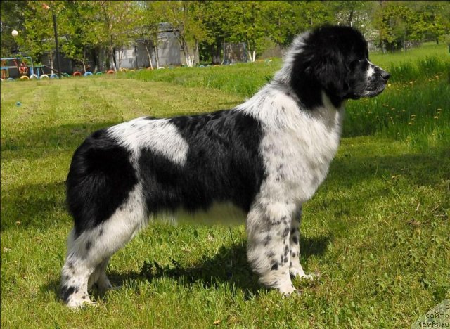 Фотография № 65774