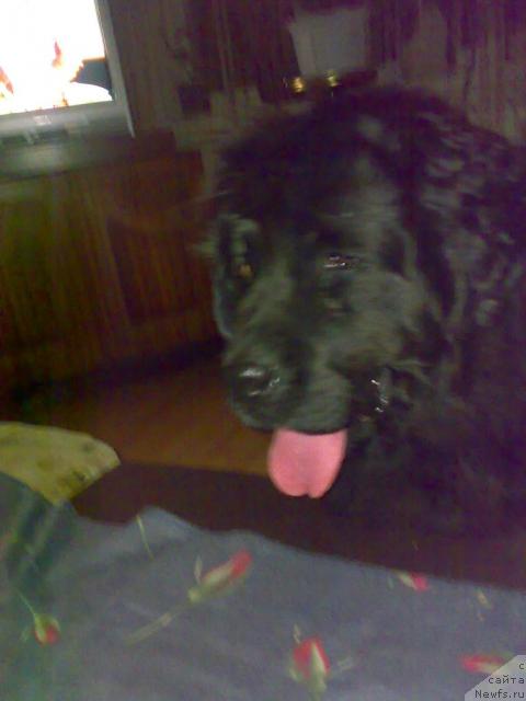 Фото: ньюфаундленд Элли Большой Малыш