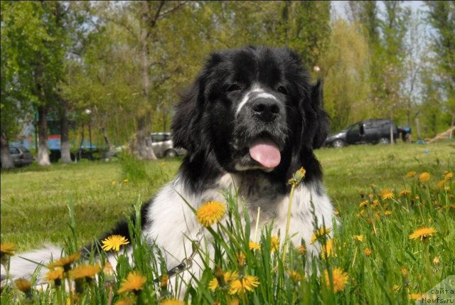 Фото: ньюфаундленд Сент Джонс Фаберже Коллекшен (Sent Djons Faberge Collection)