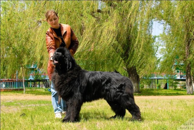 Фото: ньюфаундленд Сент Джонс Убертино (Sent Djons Ubertino)