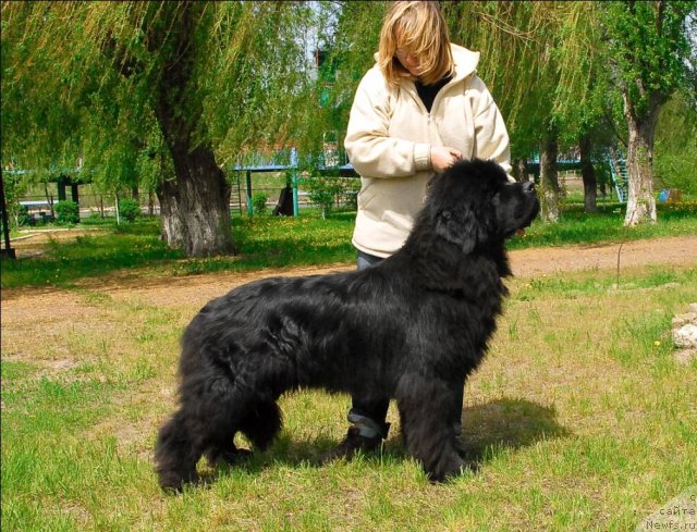 Фото: ньюфаундленд Сент Джонс Убертино (Sent Djons Ubertino)