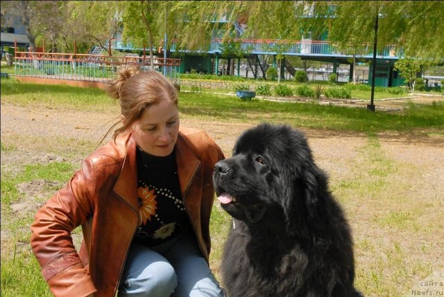 Фото: ньюфаундленд Сент Джонс Убертино (Sent Djons Ubertino)