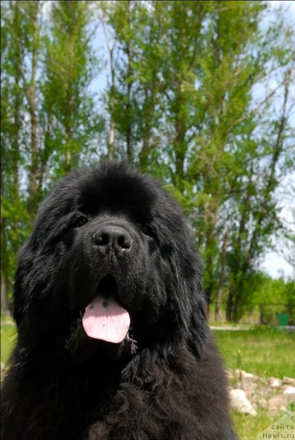 Фото: ньюфаундленд Сент Джонс Убертино (Sent Djons Ubertino)