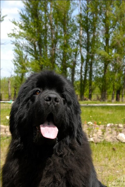 Фото: ньюфаундленд Сент Джонс Убертино (Sent Djons Ubertino)