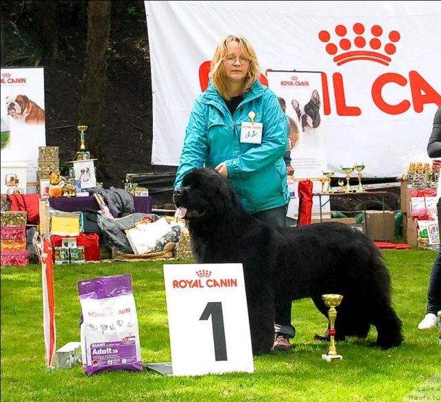 Фото: ньюфаундленд Сент Джонс Сабина Мистикал (Sent Djons Sabina Mistical)