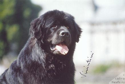 Фото: ньюфаундленд Lek de la Terre aux Loups