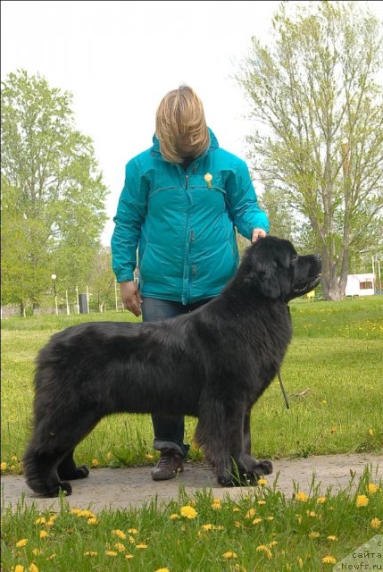 Фото: ньюфаундленд Сент Джонс Сабина Мистикал (Sent Djons Sabina Mistical)