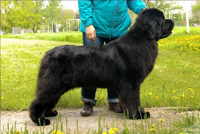 Фото: ньюфаундленд Сент Джонс Сабина Мистикал (Sent Djons Sabina Mistical)