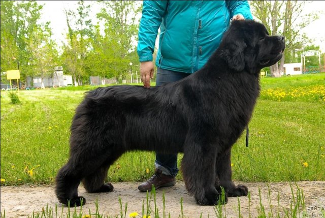 Фото: ньюфаундленд Сент Джонс Сабина Мистикал (Sent Djons Sabina Mistical)