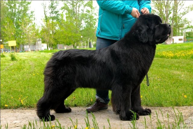 Фото: ньюфаундленд Сент Джонс Сабина Мистикал (Sent Djons Sabina Mistical)