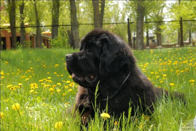 Фото: ньюфаундленд Сент Джонс Сабина Мистикал (Sent Djons Sabina Mistical)