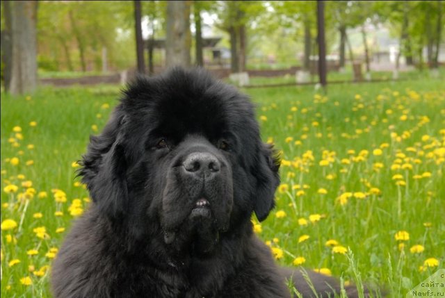 Фото: ньюфаундленд Сент Джонс Сабина Мистикал (Sent Djons Sabina Mistical)