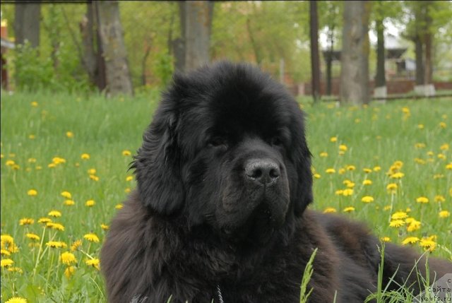 Фото: ньюфаундленд Сент Джонс Сабина Мистикал (Sent Djons Sabina Mistical)