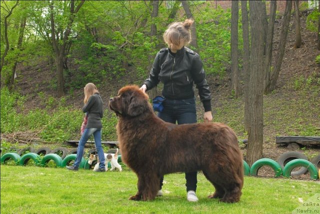 Фото: ньюфаундленд Каравэлла из Медвежьего Яра (Karavella iz Medvejyego Yara)
