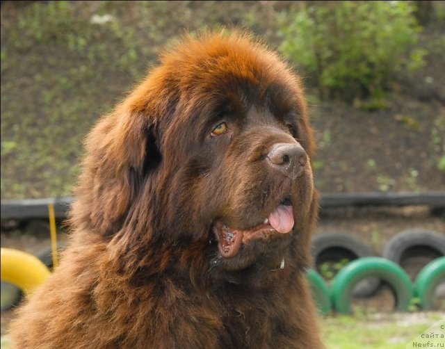 Фото: ньюфаундленд Каравэлла из Медвежьего Яра (Karavella iz Medvejyego Yara)