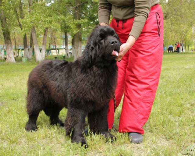 Фото: ньюфаундленд Славянка с Берега Дона (Slavjanka s Berega Dona)