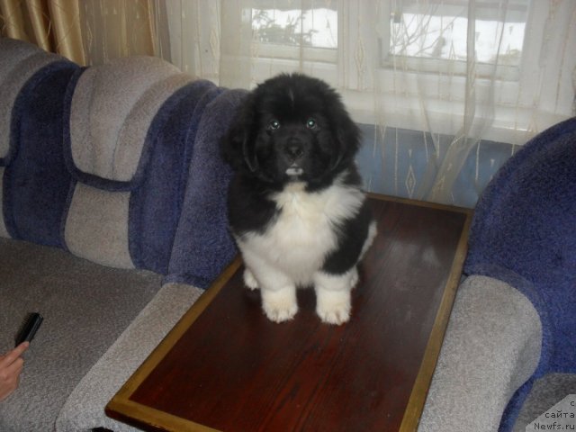 Фотография № 65901