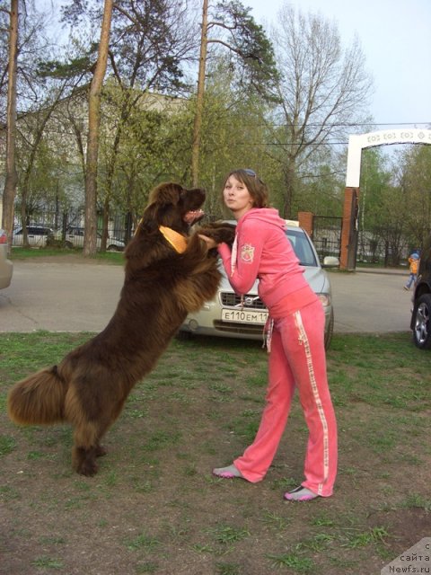 Фото: ньюфаундленд Бархатка Роскошная, Алёна Пермякова