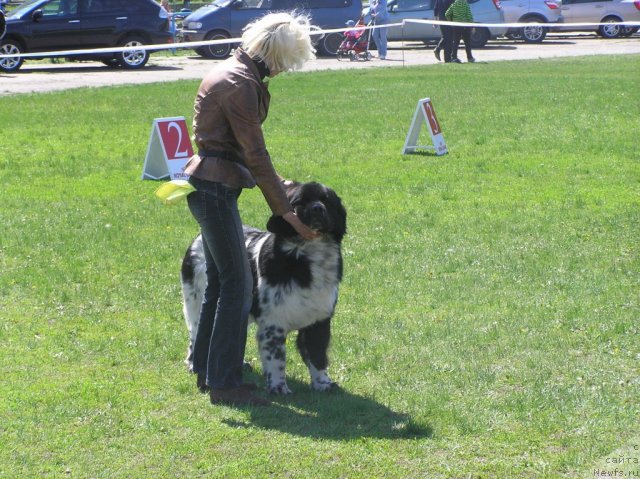 Фото: ньюфаундленд Armani Van Zebr Super Mishka, Юлия Токарчук