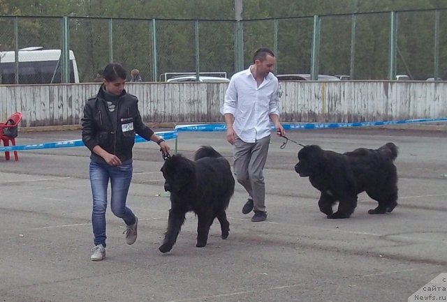 Фото: ньюфаундленд Лесли-Сиа Фловер (Leslley-Sia Flover), ньюфаундленд Velyke Malyatko Yaskrava Usmishka