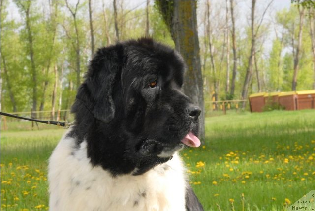 Фото: ньюфаундленд Находка Для Души с Берега Дона (Nahodka Dlya Dushi s Berega Dona)