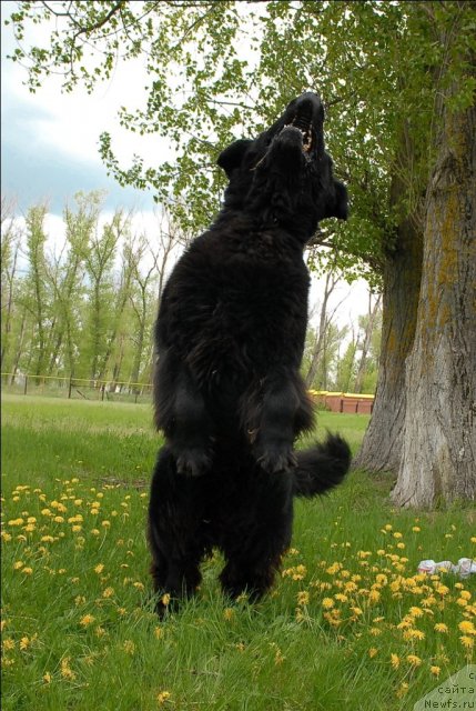 Фото: ньюфаундленд Атлант Бэст