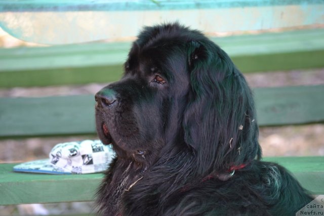 Фото: ньюфаундленд Питерньюф Живанши