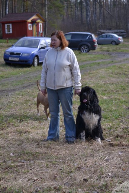 Фото: ньюфаундленд Питерньюф Живанши