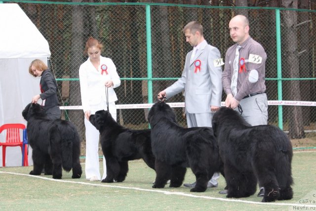Фото: ньюфаундленд Акватория Келвин Нозерн Спирит (Aquatoriya Kelvin Northern Spirit), ньюфаундленд Икона Стиля, ньюфаундленд Их Высочество Вилана Блум (Ih Visochestvo Vilana Blum), ньюфаундленд Их Высочество Владлена Маджикс